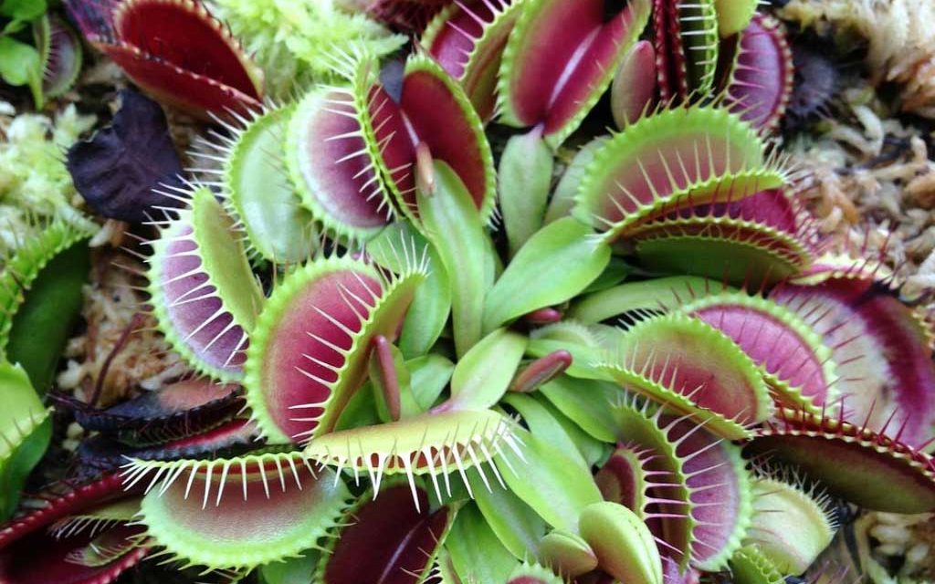 Etobur bitkilerin 5 şaşırtıcı özelliği