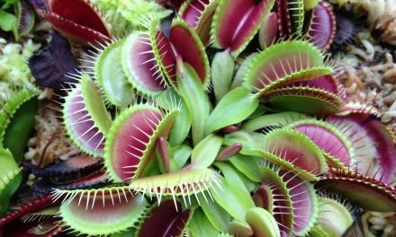 Etobur bitkilerin 5 şaşırtıcı özelliği