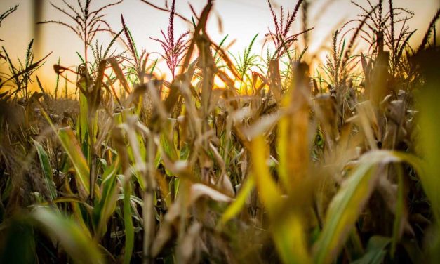Sürdürülebilir Tarım Uygulamaları