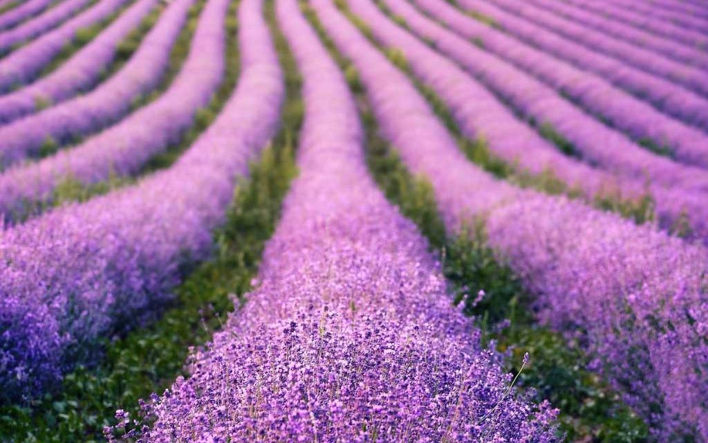 Kuraklığa dayanıklı bitki türleri ve yetiştirme teknikleri