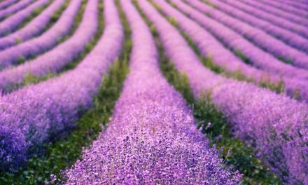 Kuraklığa dayanıklı bitki türleri ve yetiştirme teknikleri