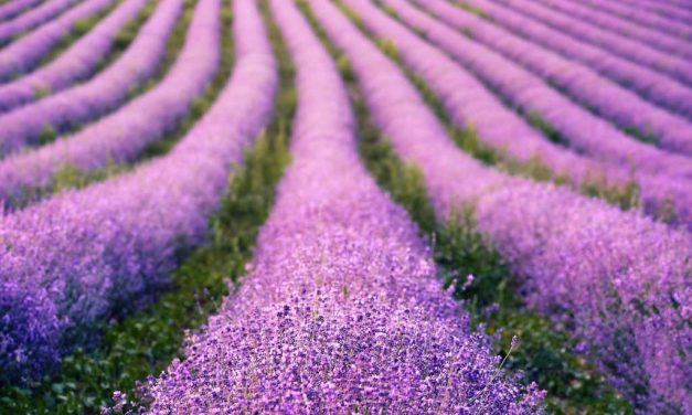 Kuraklığa dayanıklı bitki türleri ve yetiştirme teknikleri