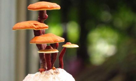 Gano-tr > Gano Excel Nedir?