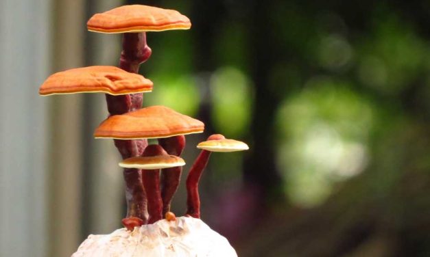 Gano-tr > Gano Excel Nedir?