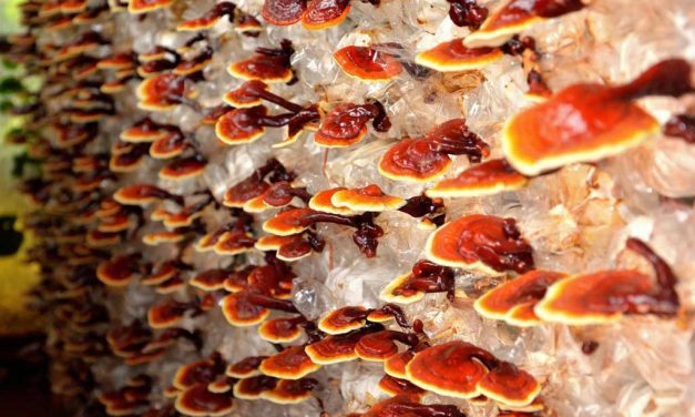 Reishi Mantarı Nedir?
