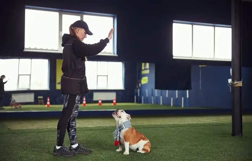 Köpeklerde İletişim Dili ve Eğitim