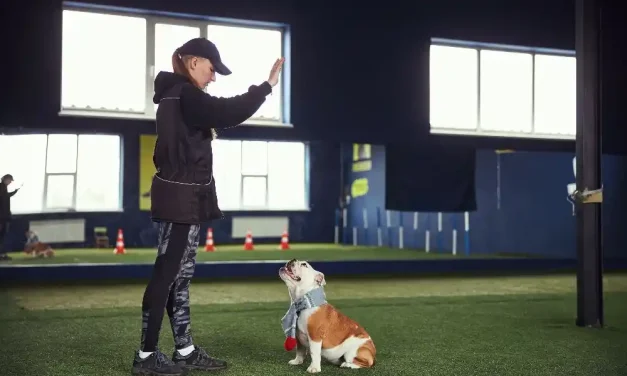 Köpeklerde İletişim Dili ve Eğitim