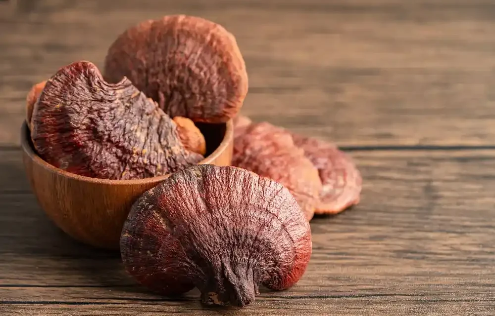 Reishi Mantarı ile Zihin Yorgunluğunu Giderin